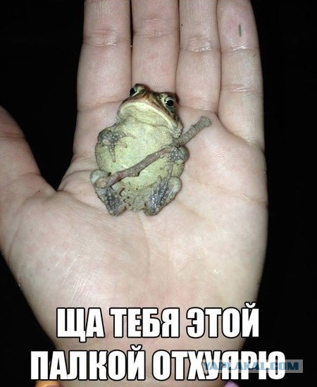 Весёлые картинки