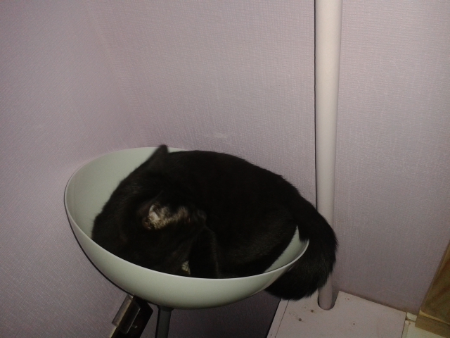 Про котов