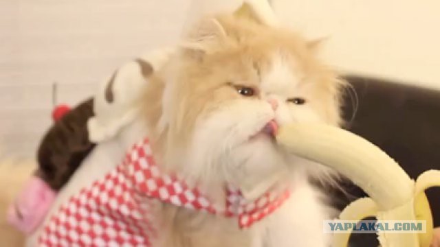Что любят кушать кошки?