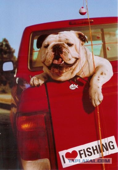 Собакочетверг