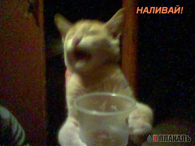 Коты, кошки, котята