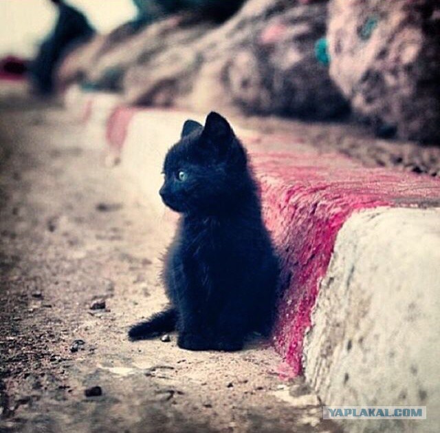 Скотинки - Животинки