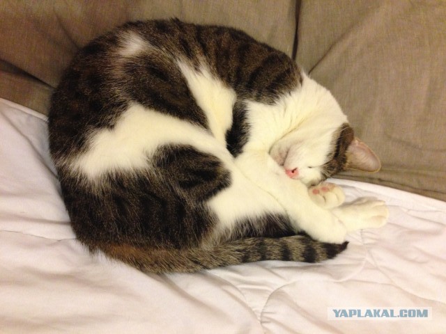Котовторник 16.02.16