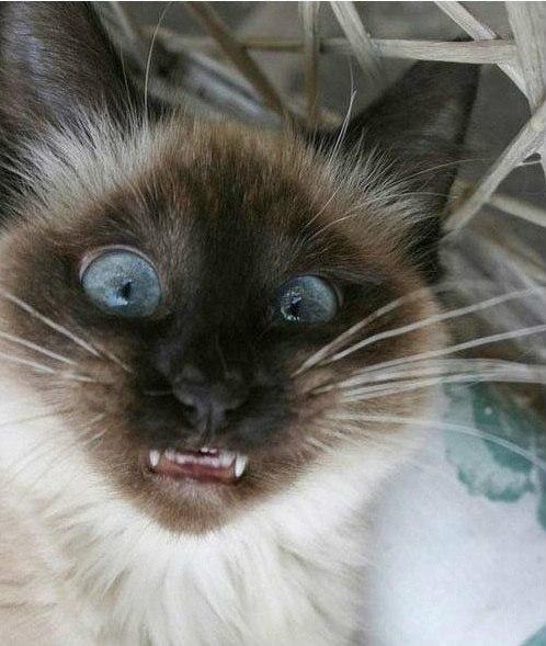 Когда решил сфотографировать кота