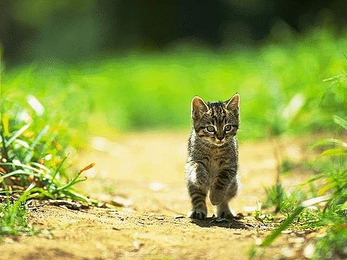 Коты, кошки, котята