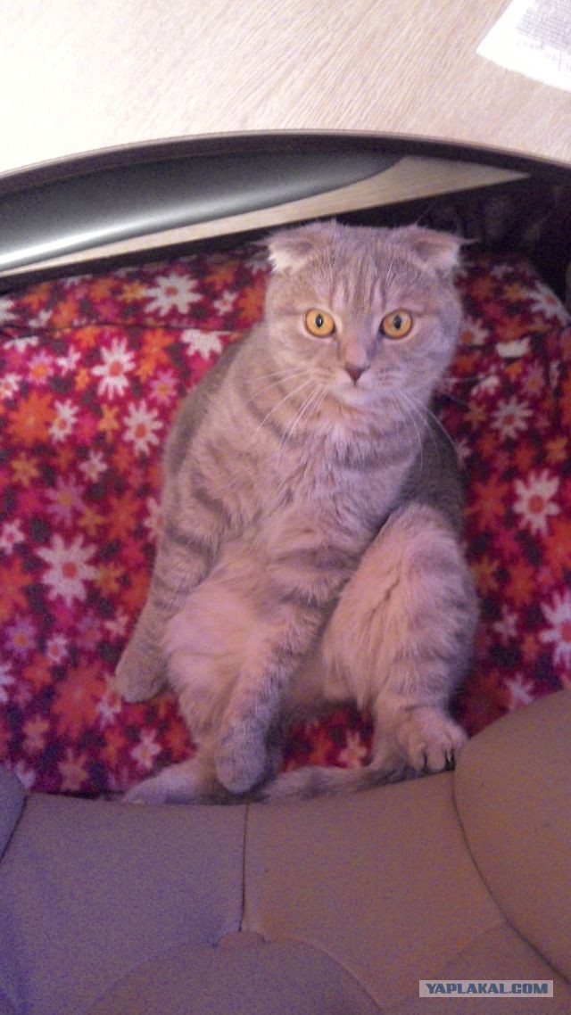 Котовторник  01.03.2016