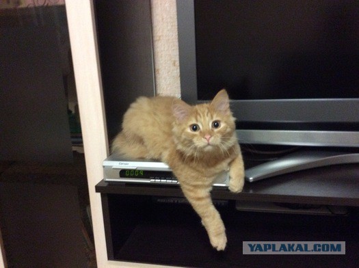 Котовторник 22.03.2016