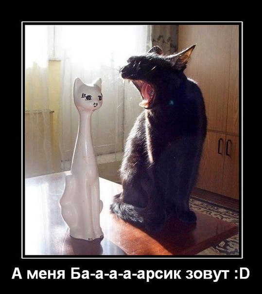Мохнатые беспредельщики