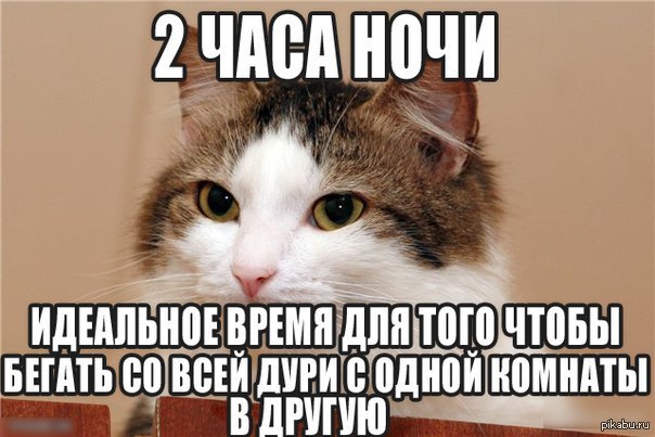 18 вещей, c которыми вы столкнетесь, когда заведете кошку