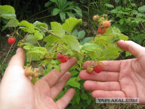Хорошо иметь домик в деревне. История из жизни.