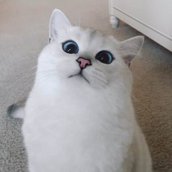Прикольные животные