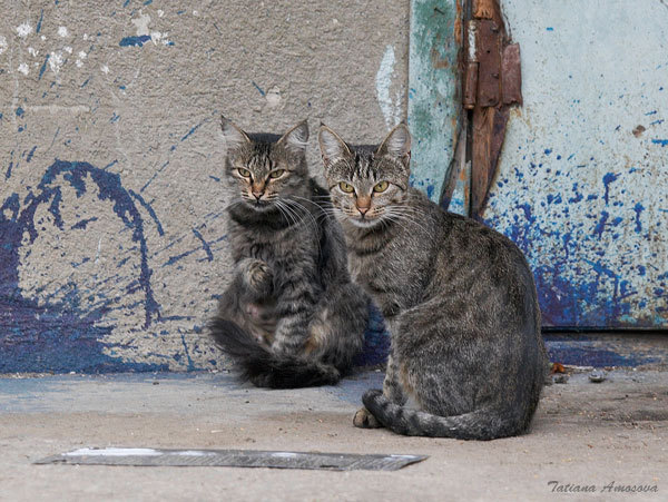 Котовторник: лента прикольных котов на 05.02!