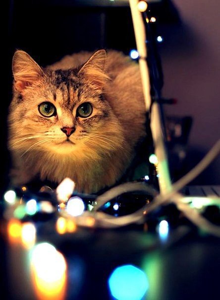 Коты из сети