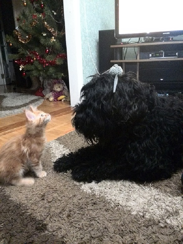 Котовторник  31.01.2017