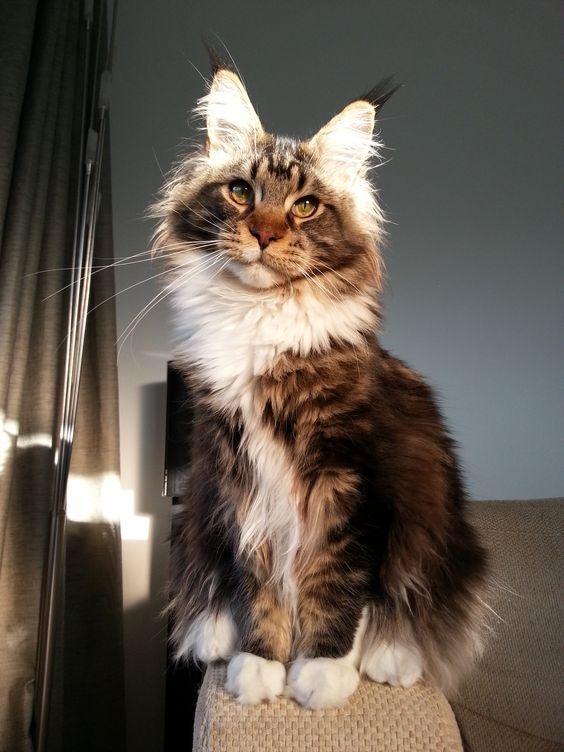 Коты и Кошки