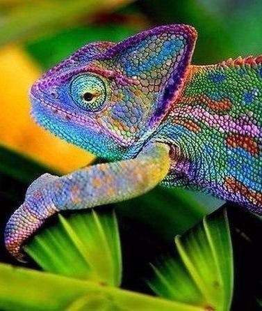 Самые смешные животные
