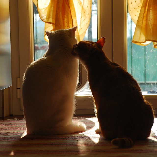 Коты и Кошки