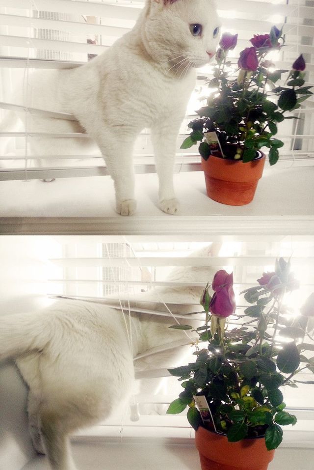 Коты и Кошки
