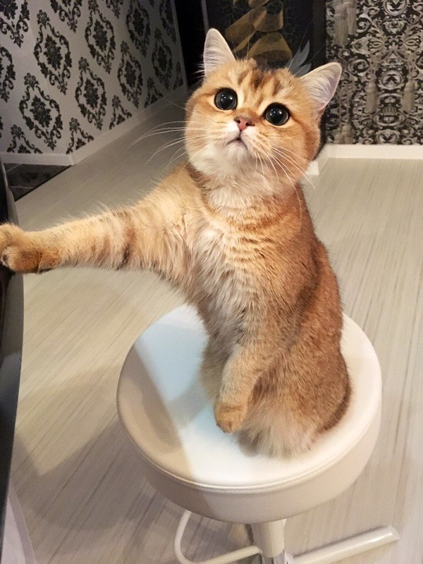 Коты и Кошки