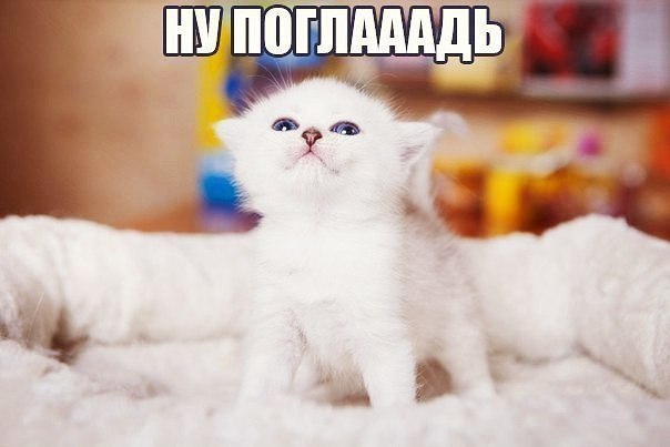 Коты и Кошки