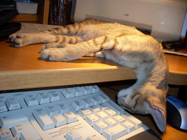 Коты и Кошки