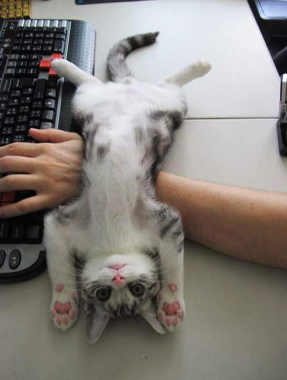 Коты и Кошки