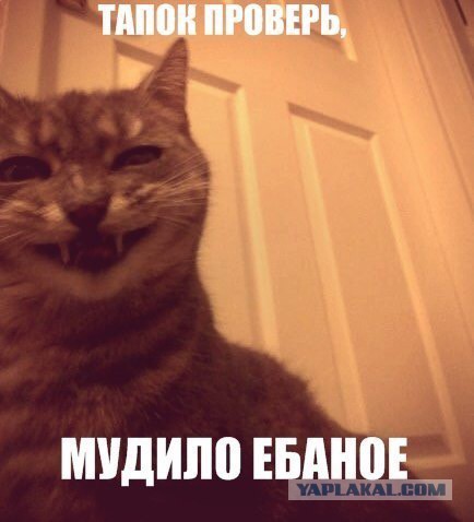 Как спят наши странные коты