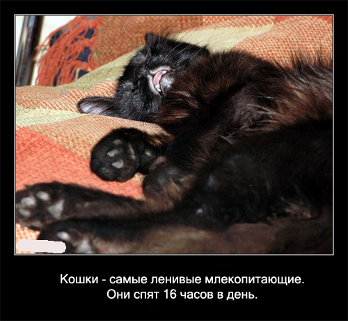 Интересные факты о кошках в картинках, 90 штук