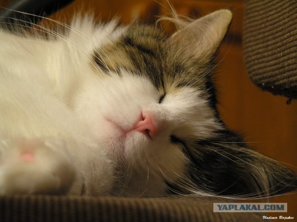 Котовторник на 03.02.2009