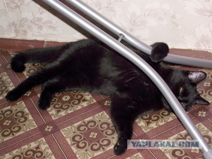 Котовторник с Кузей