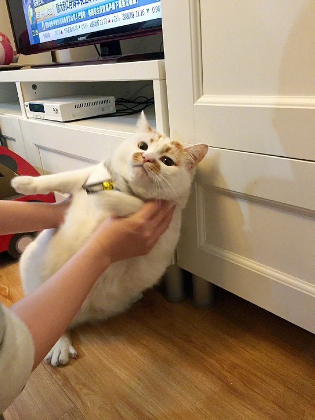 Прикольных котов пост