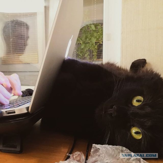 Давайте по котикам, которые с нами на самоизоляции