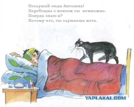 Кот, Антошка и порошок