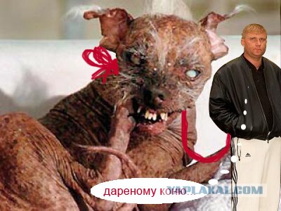 Фотожаба: Свидетель из Фрязино