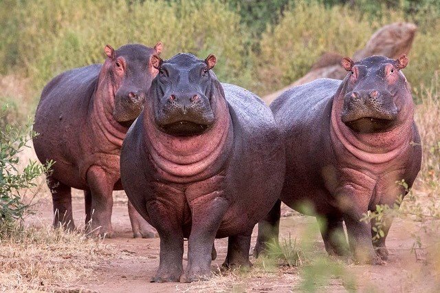 Эти забавные животные
