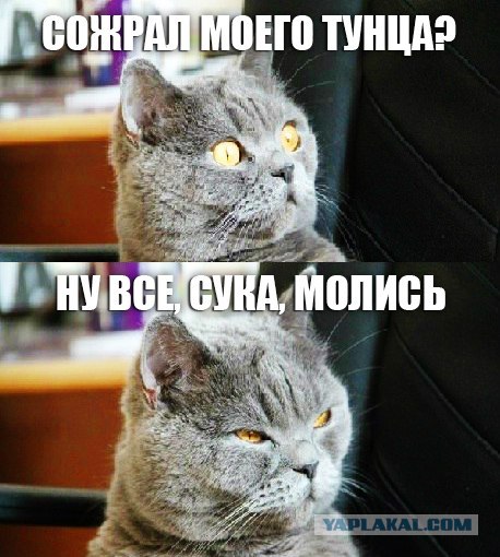 Фотожаба: Кот провёл супер-удар