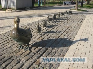 Утиная семья переходит оживленную трассу