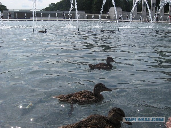 Деревенская Америка