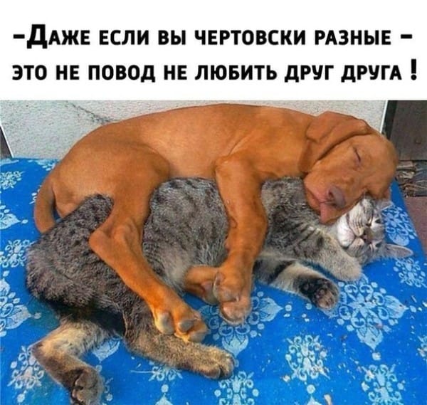 Весёлый полтишок 08.08.22