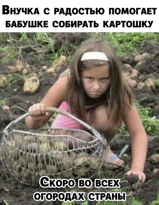 Урожай картошки 2022