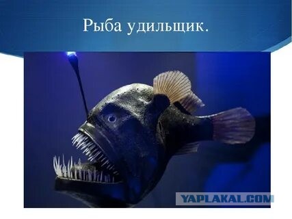 Теперь вы видели всё