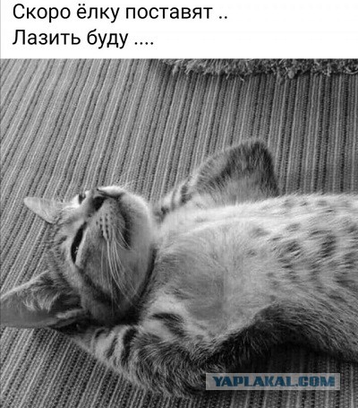 Мой Песдюк