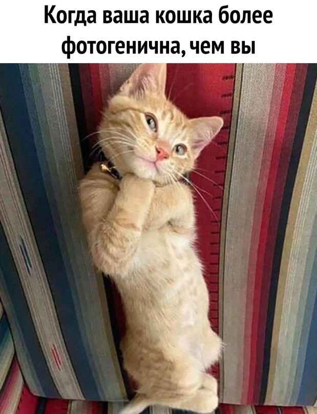 Картинки и мемы, всем хороших выходных