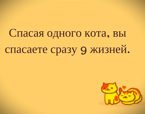 История одного котенка