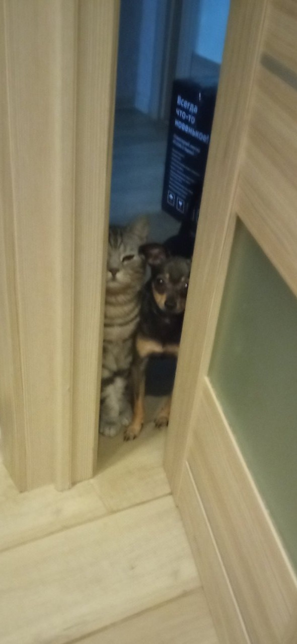 С котовторником ЯПовцы