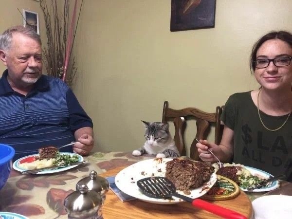 Кот дня