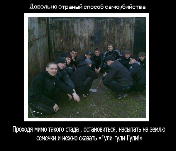 55 демотиваторов опять