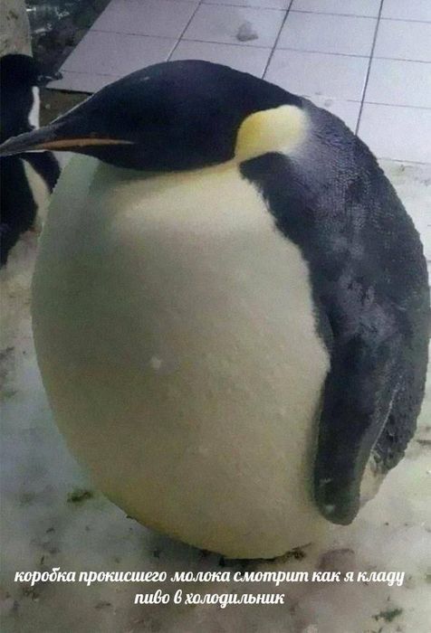 Картиночки, LOL