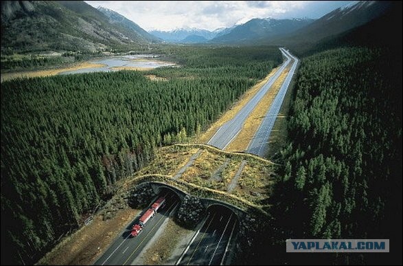 Сбили мишку на трассе, Трасса Уват-Тобольск