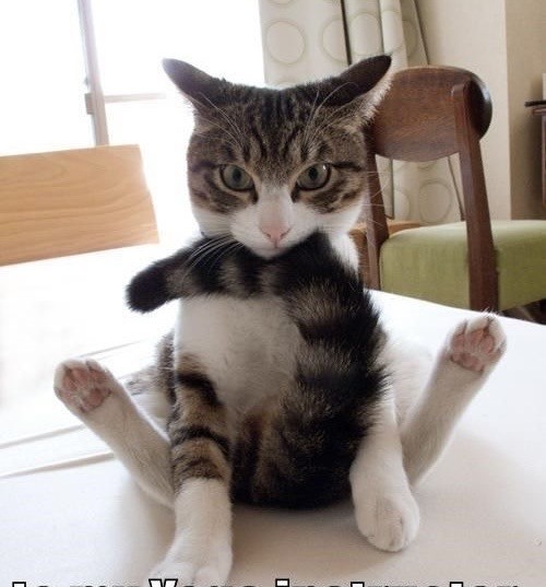 Котовторник в картинках